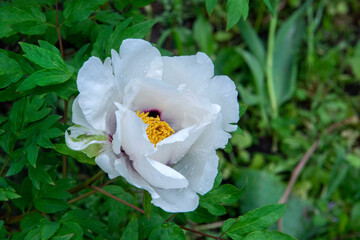 white peony flower 