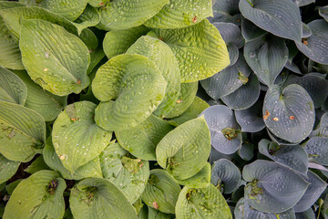various hostas 