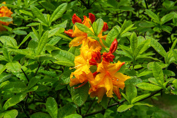 Japanese Azalea or Rhododendron molle subsp. japonicum