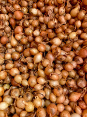 Small chive onion bulbs closeup view with selective focus on foreground