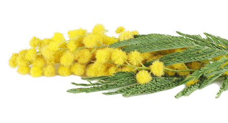 Mimosa branch isolated on a white background