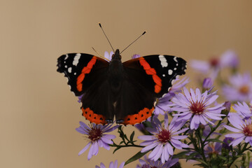 Vulcain (Vanessa atalanta)