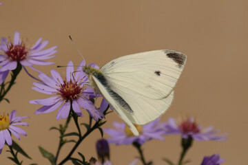 Pieridae sp.