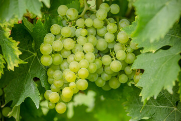 grapes on vine