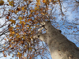 Foliage, plane tree.