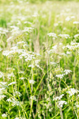 Field with small white flowers on a summer sunny day. Magnificent nature. Vertical.