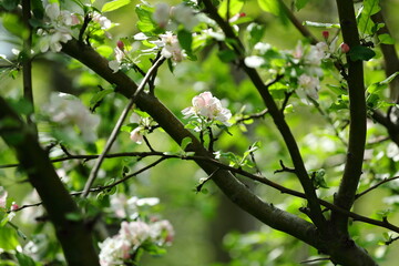 Tree branches that bloom beautifully in spring