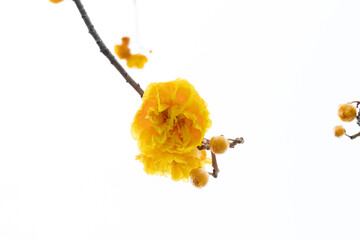 Bright Yellow Flowers in Summer,  Yellow silk, Cotton tree, Butter-Cup (Double), Torchwood