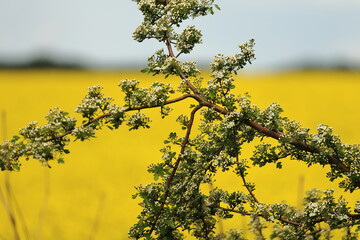 Tree branches that bloom beautifully in spring