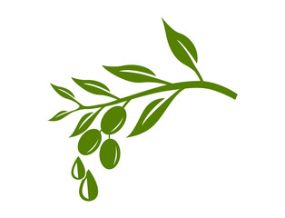 olive branch and olive oil design vector illustration 