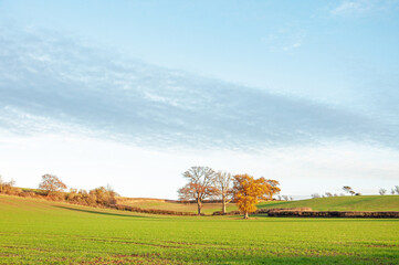 Landscape with a tree and sky