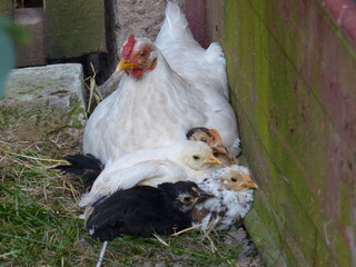 the hen that protects its chicks