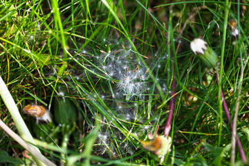 Closeup of dandelion seeds in a fresh green grass. Top view. Summer season outdoor. Abstract natural floral background