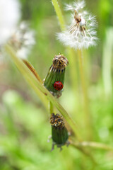 Closeup of a ladybug on faded dandelion with another blooming flowers with white seeds. An insect ...
