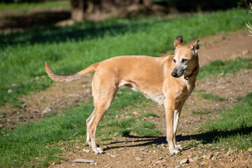 Naklejka na ściany i meble Beautiful lurcher running dog with traditional wide leather collar, walking in the country.