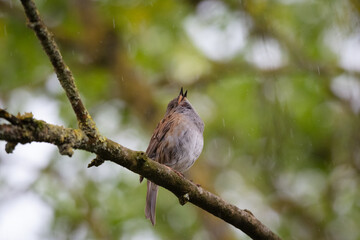 OIseau  sur un arbre qui essaie d'attraper des gouttes de pluie. Accenteur mouchet 