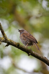 Oiseau sur une banche de côté, accenteur mouchet sur arbre 