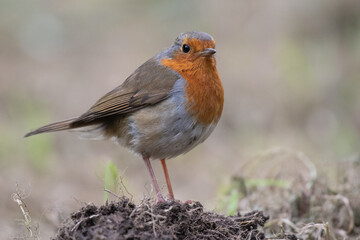 Rouge gorge posé au sol à la recherche de vers de terre 