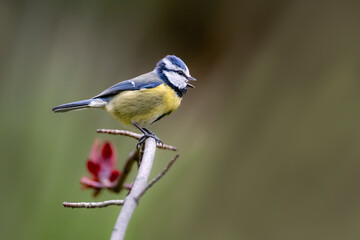 Naklejka premium Oiseau sur branche, mésange bleue bec ouvert 