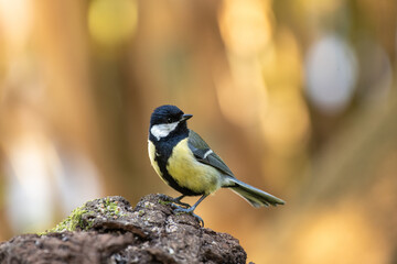 Obraz premium Oiseau Parus major sur morceau de bois à l'extérieur