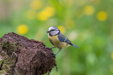 Obraz premium Oiseau Mésange bleue sur une buche de bois avec fond jaune vert 