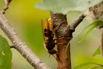 Frelon européen (Vespa crabro)