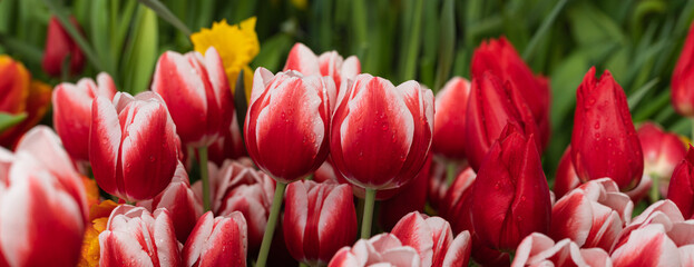 Red and white tulips flowering in the spring sunlight, soft selective focus