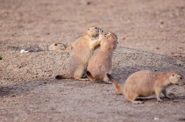 Prairie Dog Eating 