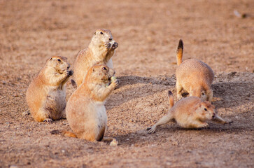 Prairie Dog Eating 