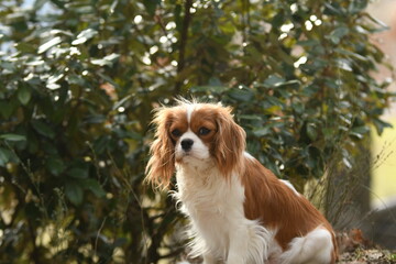 Portrait d'un chien race cavalier king charles dans la nature