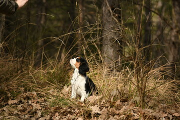 Portrait d'un chien race cavalier king charles dans la nature
