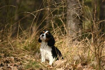 Portrait d'un chien race cavalier king charles dans la nature