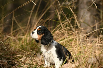 Portrait d'un chien race cavalier king charles dans la nature