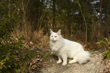 Chat blanc race rare maine coon dans la nature