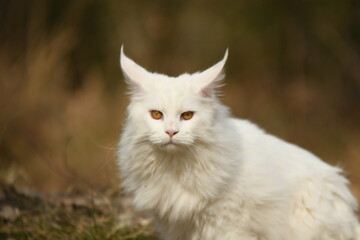 Chat blanc race rare maine coon dans la nature