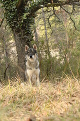 Portrait d'un loup tchécoslovaque dans les bois
