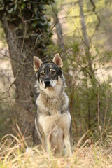 Portrait d'un loup tchécoslovaque dans les bois