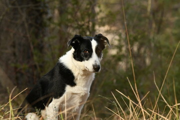 Chien de race border collie dans la nature