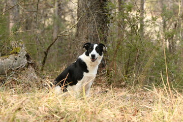 Chien de race border collie dans la nature