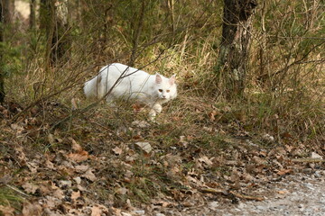Fototapeta na wymiar Chat blanc race maine coon dans la forêt 