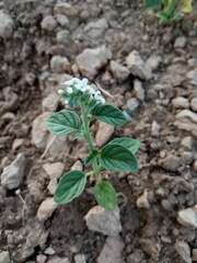 Heliotropium 