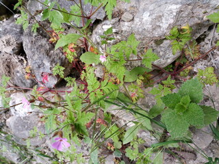 an nature