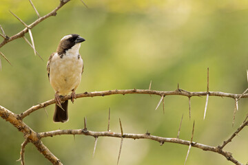 A white-browed sparrow-weaver (Plocepasser mahali) 
 perched on a branch of a tree.