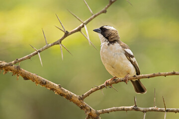 A white-browed sparrow-weaver (Plocepasser mahali) 
 perched on a branch of a tree.