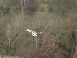 barn owl (Tyto alba) hunting over countryside in late winter