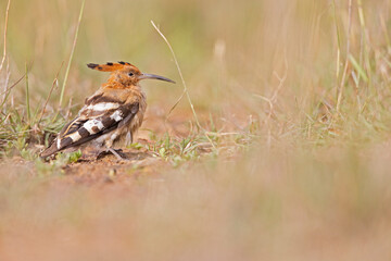 An Eurasian hoopoe (Upupa epops) foraging in the heat of the day on the ground.
