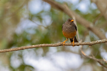 An abyssinian thrush (Turdus abyssinicus) perched on a branch of a tree.