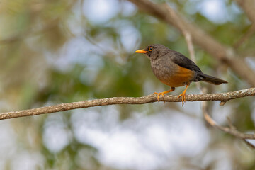 An abyssinian thrush (Turdus abyssinicus) perched on a branch of a tree.