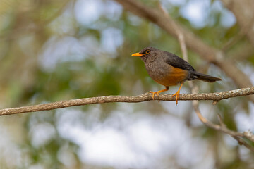 An abyssinian thrush (Turdus abyssinicus) perched on a branch of a tree.