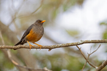 An abyssinian thrush (Turdus abyssinicus) perched on a branch of a tree.